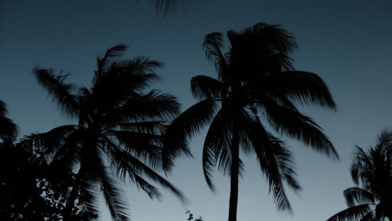 Palmen im Abendwind